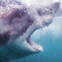 carcharadroid avatar