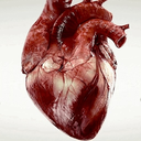 cardiovascularmedicine avatar