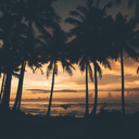 caribbean-breeze avatar