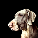 carlosblogs-stuff avatar