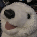 carltonthepolarbear avatar