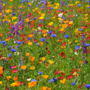 carriagesandwildflowers avatar