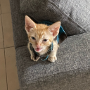 casa-de-gatos avatar