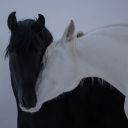 cashmerehorses avatar