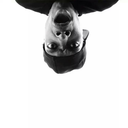 casual-fuzzball avatar