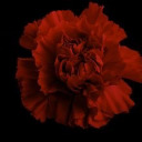 cataclysmic-event avatar