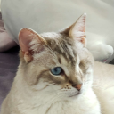 catblograstapopoulos avatar