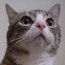 catboxmonster avatar