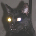 catharticfeline avatar