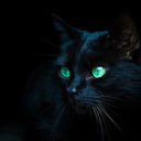 catmaskofdarkness avatar