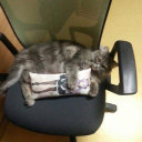 catobsessedweeb avatar