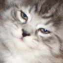 catombomb1226 avatar