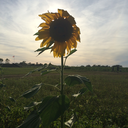 cats-coffee-catastrophe avatar