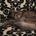 catsagainstcommunism avatar