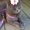 catsandautism avatar