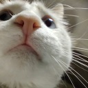 catschnozzle avatar