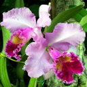 cattleya80col avatar