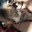 catzinsweaters avatar