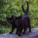 cauldron-of-sillies avatar