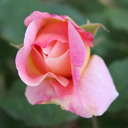 celiasinspiration avatar