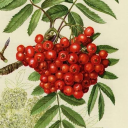 cellaracuparia avatar