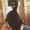 cellophaneprism avatar