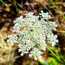 centauri-sprite avatar