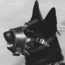 ceramicbeetle avatar