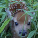 ceremonialthing avatar