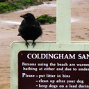 certified-diplodocus avatar