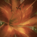 cerulean--rain avatar