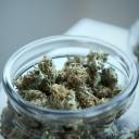 cervezamodelo avatar