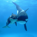 cetacean-freedom-blog avatar