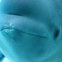 cetaceandreams-blog avatar