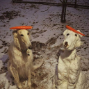 chachassirkom avatar