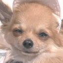 chacotokusatsu avatar