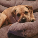 chai-lemonade avatar