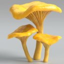 chanterelles avatar