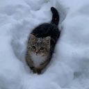 chaosdoesnotdefineme avatar