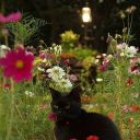 chaotic-canary avatar