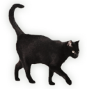 chappellroansgf avatar