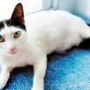 charles-ewing avatar