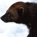 charmed-n-zesty avatar