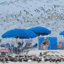 charmer-of-the-shadows avatar