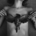 charmingcomet avatar