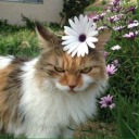 chasingcosmicstuff avatar