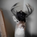 chasingthestarss avatar