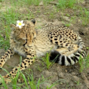 cheatingcheetah avatar