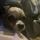 cheerstarpapa avatar