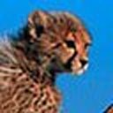 cheetah-smith avatar